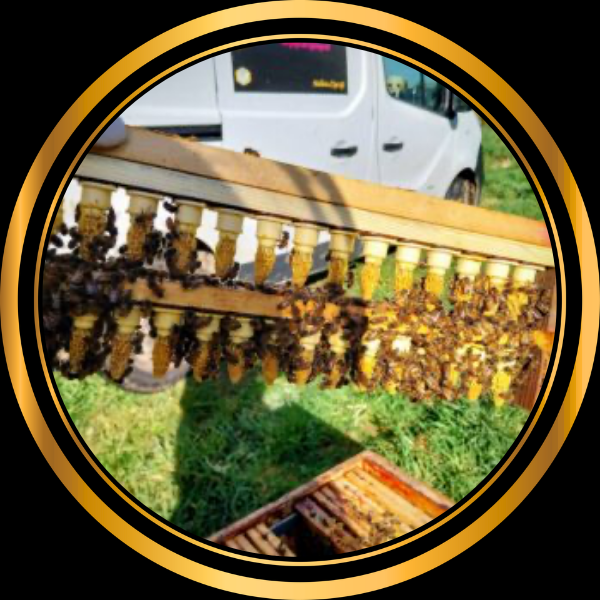 Cellule royale Buckfast