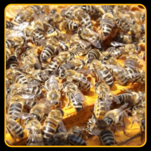 Reines et essaims d'abeilles Buckfast