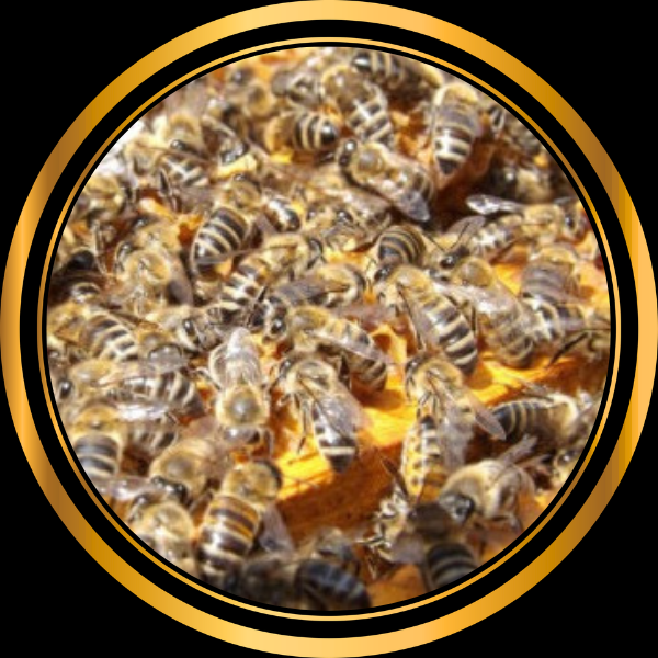 Essaim de l’année sur 3 cadres Buckfast