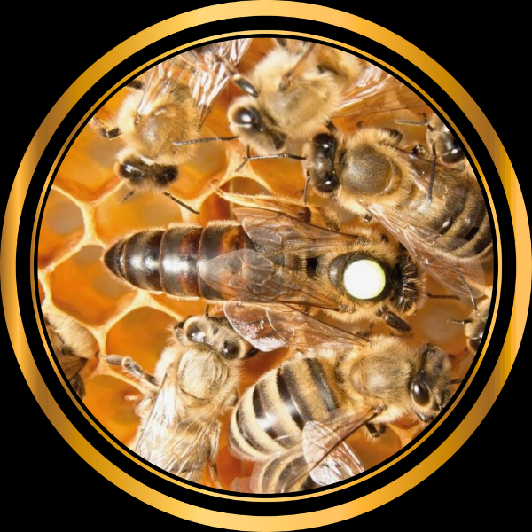 Reine fécondée Buckfast