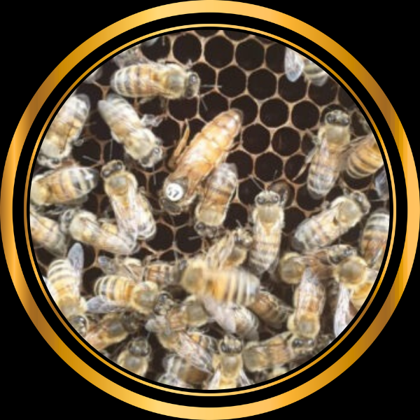 Reine inséminée Buckfast