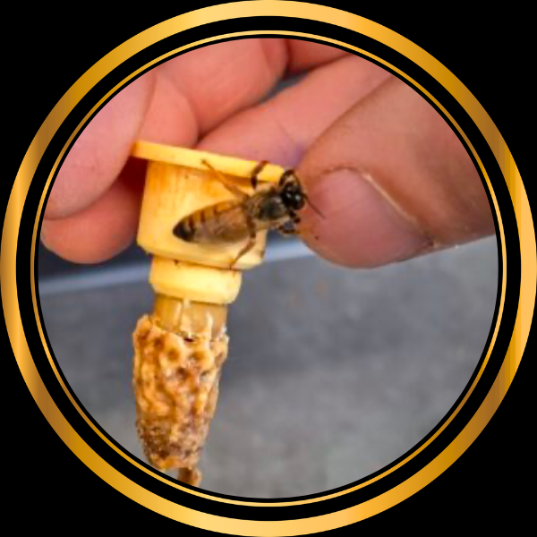 Reine vierge Buckfast