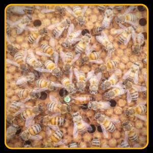 Reines à gelée royale